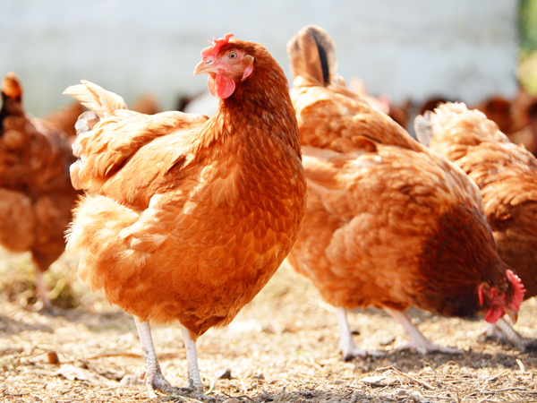 ΢Ԫϵһϵ˫رֳ˫ֵЧӦ